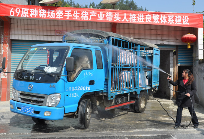 黔江區推進生豬良繁體系建設